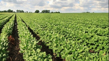 Pronóstico favorable para la cosecha de soja en la región pampeana según la Bolsa de Comercio de Rosario