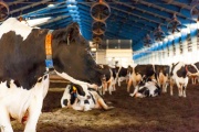 Desde que asumió Milei cerraron más de 1000 tambos en el país