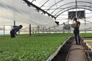 La UNLP diseñó un sistema para mejorar los cultivos bajo techo