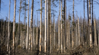 Los árboles crecen mas rápido pero mueren antes por el calentamiento global