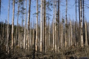 Los árboles crecen mas rápido pero mueren antes por el calentamiento global