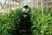 La Plata: planifican crear un distrito tecnológico agroalimentario