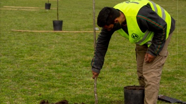 La Municipalidad plantó 2.000 árboles en la ciudad