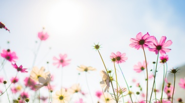Día de la primavera: ¿Qué actividades hacer en La Plata?