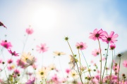 Día de la primavera: ¿Qué actividades hacer en La Plata?