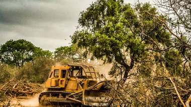 Greenpeace advierte un aumento de la deforestación en el norte del país