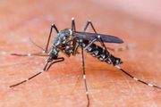 Más de 1.100 bonaerenses contrajeron dengue en los primeros meses del año