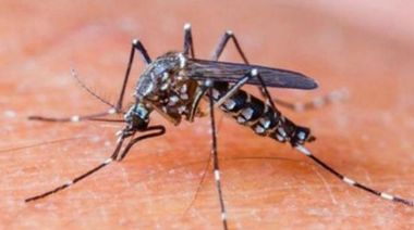 Más de 1.100 bonaerenses contrajeron dengue en los primeros meses del año
