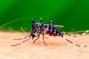 La enfermedad menos simpática: registran 1649 casos de dengue en la PBA