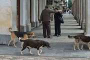 Famosos apoyan un proyecto de ley sobre educación en derechos animales