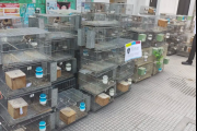 Se recuperaron más de 300 aves de un criadero ilegal de Liniers y se detuvo al responsable