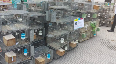 Se recuperaron más de 300 aves de un criadero ilegal de Liniers y se detuvo al responsable
