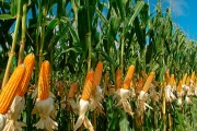 Afirman que suspensión de registro exportaciones de maíz apunta a sostener el abastecimiento interno