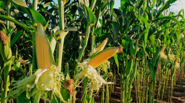 El Gobierno suspendió las exportaciones de maíz