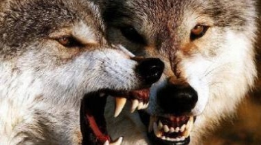 "Danza con lobos", por Carlos Fara