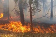 Incendio de grandes proporciones en el Parque Pereyra Iraola