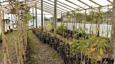 Buscan que el vivero municipal produzca el 100% de las especies forestales de La Plata