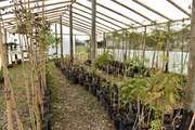 Buscan que el vivero municipal produzca el 100% de las especies forestales de La Plata