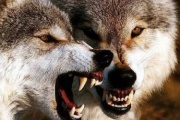 "Danza con lobos", por Carlos Fara