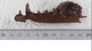 La bajante y sequía en el río Salado permitió hallar restos fósiles de más de 10.000 años
