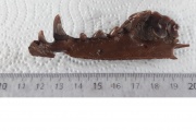 La bajante y sequía en el río Salado permitió hallar restos fósiles de más de 10.000 años