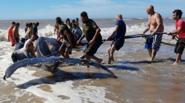 Villa Gesell: rescataron a una ballena encallada 