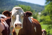Producción ganadera: Utilizan ultrasonografía doppler para detectar vacas no gestantes