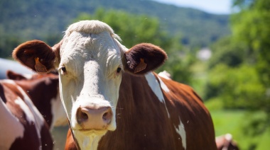Producción ganadera: Utilizan ultrasonografía doppler para detectar vacas no gestantes