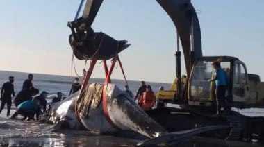 Regresaron al mar a dos ballenas varadas en la costa bonaerense