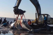 Regresaron al mar a dos ballenas varadas en la costa bonaerense