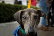 El Día del Animal se celebró con 50 adopciones de mascotas