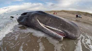 Menos ballenas en el Mar Argentino por la exploración sísmica de petróleo