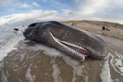 Menos ballenas en el Mar Argentino por la exploración sísmica de petróleo