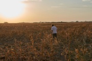 Cae la estimación de cosecha de soja: Tendrá el segundo peor registro en 15 años