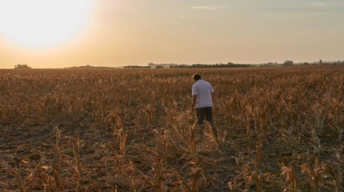 Cae la estimación de cosecha de soja: Tendrá el segundo peor registro en 15 años