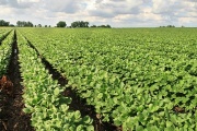 Pronóstico favorable para la cosecha de soja en la región pampeana según la Bolsa de Comercio de Rosario
