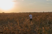 Cae la estimación de cosecha de soja: Tendrá el segundo peor registro en 15 años