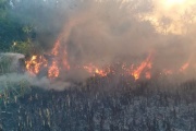 Reserva de Punta Lara: gran tensión por nuevos focos de incendio