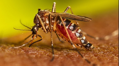 Dengue: se detectaron 179 casos positivos y se cuadruplicaron con respecto al 2022