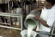 Aseguran que podría faltar leche y productos lácteos por un paro en el sector