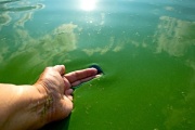 Emiten una alerta por cianobacterias en balnearios de Buenos Aires