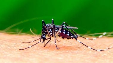 La enfermedad menos simpática: registran 1649 casos de dengue en la PBA