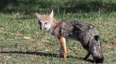 Rescatan a una especie protegida de zorro que deambulaba por la ciudad