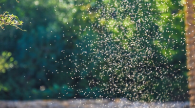 Alerta por invasión de mosquitos en el AMBA
