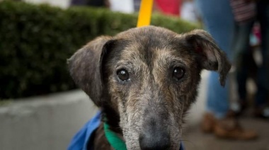 El Día del Animal se celebró con 50 adopciones de mascotas
