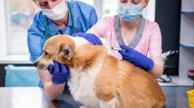 La Plata: vacunación antirrábica gratuita para mascotas