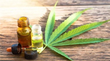 El Senado aprobó la producción de Cannabis Medicinal