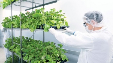 La vacuna vegetal contra el COVID-19 ya está en fase tres