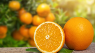 El Banco Alimentario realizará mermeladas con el fruto de los naranjos de la vía pública