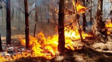 Los bomberos voluntarios de Pinamar combaten incendio en los bosques de la localidad costera